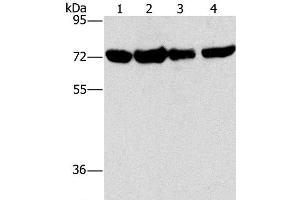 Western Blot analysis of A172, hela, hepg2 and 293T cell using DEPDC1 Polyclonal Antibody at dilution of 1:150 (DEPDC1 抗体)