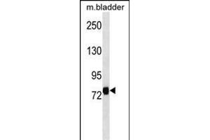 LRRC4C Antibody (Center) (ABIN1538298 and ABIN2849978) western blot analysis in mouse bladder tissue lysates (35 μg/lane). (LRRC4C 抗体  (AA 316-343))