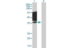 Western Blot analysis of SLAMF1 expression in transfected 293T cell line by SLAMF1 MaxPab polyclonal antibody. (SLAMF1 抗体  (AA 1-335))