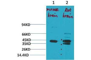 Western Blot (WB) analysis of 1) Mouse Brain Tissue, 2)Rat Brain Tissue with KCNK9 Rabbit Polyclonal Antibody diluted at 1:2000. (KCNK9 抗体)