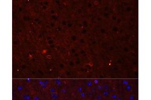 Immunofluorescence analysis of Mouse brain using GRIA2 Polyclonal Antibody at dilution of 1:50. (GRIA2 抗体)
