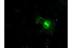 Image no. 9 for anti-Fc gamma RII (CD32) antibody (ABIN1497256) (Fc gamma RII (CD32) 抗体)