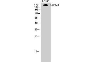 Western Blot (WB) analysis of AD293 cells using CEP170 Polyclonal Antibody. (CEP170 抗体  (Internal Region))