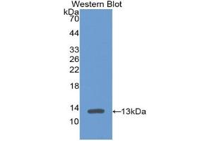 Western blot analysis of recombinant Mouse PF4. (PF4 抗体  (AA 25-105))