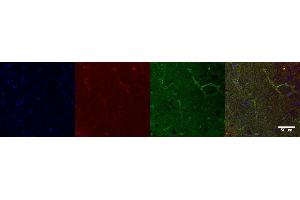 Immunohistochemistry (IHC) image for anti-Aquaporin 4 (AQP4) antibody (ABIN7456104)