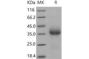 Western Blotting (WB) image for CD27 Molecule (CD27) (Active) protein (His tag) (ABIN7194765)