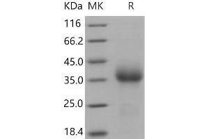 Western Blotting (WB) image for CD27 Molecule (CD27) (Active) protein (His tag) (ABIN7194765) (CD27 Protein (His tag))