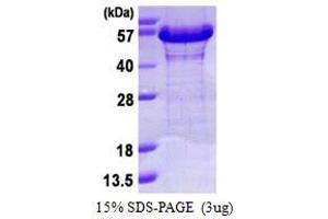 SDS-PAGE (SDS) image for Nucleosome Assembly Protein 1-Like 1 (NAP1L1) (AA 1-388) protein (His tag) (ABIN667611) (NAP1L1 Protein (AA 1-388) (His tag))