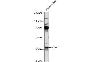 Western blot analysis of extracts of mouse spleen, using MT antibody (ABIN7265678) at 1:1000 dilution. (AS3MT 抗体  (AA 216-375))