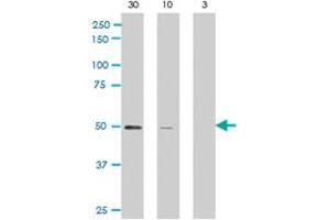 Western blot analysis of ARFGAP1 polyclonal antibody  against rat recombinant ARFGAP1 (30, 10, and 3 ng/lane, left to right) . (ARFGAP1 抗体  (C-Term))