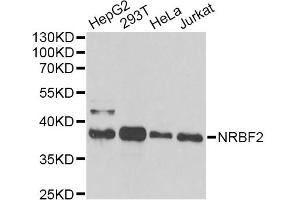 Western blot analysis of extracts of various cell lines, using NRBF2 antibody (ABIN6290681) at 1:1000 dilution. (NRBF2 抗体)