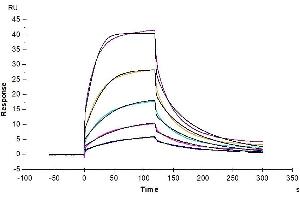 Cynomolgus SIRP alpha, His Tag immobilized on CM5 Chip can bind Cynomolgus /Rhesus macaque CD47, His Tag with an affinity constant of 63.