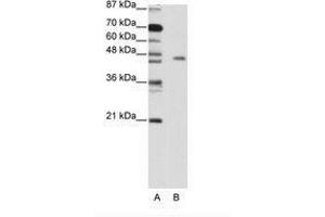 Image no. 1 for anti-MYC Induced Nuclear Antigen (MINA) (C-Term) antibody (ABIN203156) (MINA 抗体  (C-Term))