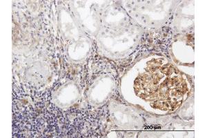 Immunoperoxidase of purified MaxPab antibody to BST2 on formalin-fixed paraffin-embedded human kidney.