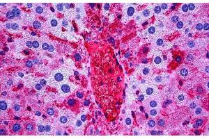 Mouse Liver: Formalin-Fixed, Paraffin-Embedded (FFPE) (APOA1 抗体)