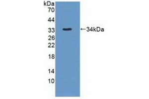 Figure. (DYNC1H1 抗体  (AA 20-285))