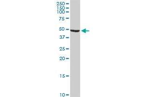 Western Blotting (WB) image for anti-Aldehyde Dehydrogenase 9 Family, Member A1 (ALDH9A1) (AA 173-270) antibody (ABIN513252)