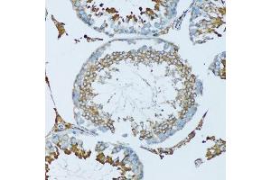 Immunohistochemistry of paraffin-embedded mouse testis using HPX antibody. (Hemopexin 抗体  (AA 24-245))