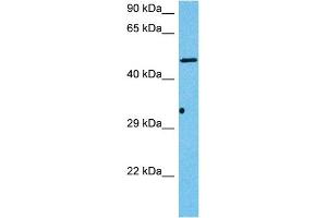 Host:  Mouse  Target Name:  HS6ST3  Sample Tissue:  Mouse Pancreas  Antibody Dilution:  1ug/ml (HS6ST3 抗体  (C-Term))