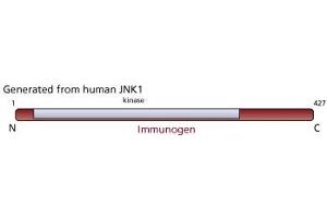 Image no. 3 for anti-JNK1/2 antibody (ABIN967454) (JNK1/2 抗体)