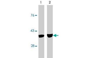 Western blot analysis using CASP7 monoclonal antibody, clone MCH3-5  on MCF-7 cells treated with thapsigargin for 48 hours which are negative (lane 1) and positive (lane 2) for caspase-3. (Caspase 7 抗体)