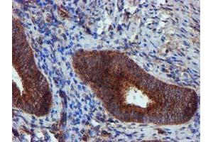 Image no. 4 for anti-Epsin 2 (EPN2) antibody (ABIN1498051) (Epsin 2 抗体)