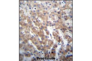 anti-Fibroblast Growth Factor Receptor-Like 1 (FGFRL1) (AA 131-160), (N-Term) antibody
