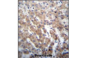 FGFRL1 Antibody (N-term) (ABIN656654 and ABIN2845895) immunohistochemistry analysis in formalin fixed and paraffin embedded human liver tissue followed by peroxidase conjugation of the secondary antibody and DAB staining. (FGFRL1 抗体  (N-Term))
