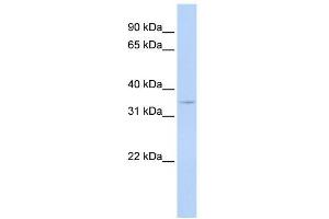 Western Blot showing CCNG1 antibody used at a concentration of 1-2 ug/ml to detect its target protein. (Cyclin G1 抗体  (N-Term))