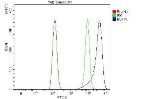 Flow Cytometry analysis of HEL cells using anti-RUFY4 antibody (ABIN7599475). (RUFY4 抗体  (AA 1-553))
