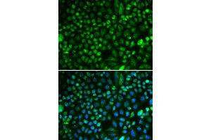 Immunofluorescence (IF) image for anti-Proliferation-Associated 2G4, 38kDa (PA2G4) antibody (ABIN1876564) (PA2G4 抗体)