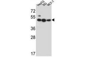 Western blot analysis of LIPJ Antibody (Center) in HepG2, 293, MCF-7 cell line lysates (35ug/lane). (LIPJ 抗体  (Middle Region))