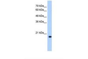 Image no. 1 for anti-DCTP Pyrophosphatase 1 (DCTPP1) (N-Term) antibody (ABIN321098) (DCTPP1 抗体  (N-Term))