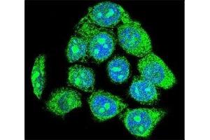 Confocal immunofluorescent analysis of EGR1 antibody with HeLa cells followed by Alexa Fluor 488-conjugated goat anti-rabbit lgG (green). (EGR1 抗体  (AA 9-37))