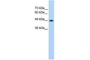 Cytokeratin 17 antibody used at 0. (KRT17 抗体  (C-Term))