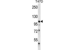 Western Blotting (WB) image for anti-EPH Receptor B1 (EPHB1) antibody (ABIN3003344) (EPH Receptor B1 抗体)