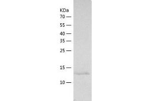 Western Blotting (WB) image for Interleukin 25 (IL25) (AA 17-169) protein (His tag) (ABIN7123581)