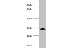 Western blot All lanes: Low density lipoprotein receptor adapter protein 1 antibody at 4 μg/mL + Mouse liver tissue Secondary Goat polyclonal to rabbit IgG at 1/10000 dilution Predicted band size: 34 kDa Observed band size: 34 kDa