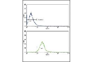 Flow cytometric analysis of NCI- cells using CCK4 (PTK7) Antibody (N-term) (bottom histogram) compared to a negative control cell (top histogram). (PTK7 抗体  (N-Term))
