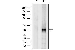 Western blot analysis of lysates from 293t, using OR2 Antibody.