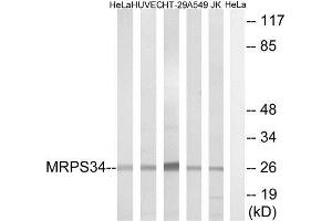 Western Blotting (WB) image for anti-Mitochondrial Ribosomal Protein S34 (MRPS34) (C-Term) antibody (ABIN1851564) (MRPS34 抗体  (C-Term))