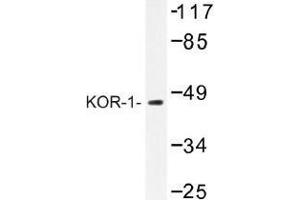 Image no. 1 for anti-Opioid Receptor, kappa 1 (OPRK1) antibody (ABIN317765)