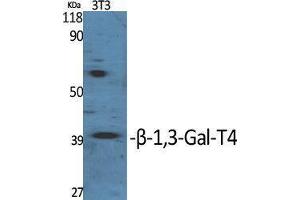 Western Blotting (WB) image for anti-UDP-Gal:betaGlcNAc beta 1,3-Galactosyltransferase, Polypeptide 4 (B3GALT4) (Internal Region) antibody (ABIN3180957) (B3GALT4 抗体  (Internal Region))