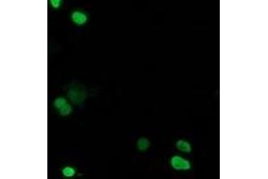 Image no. 1 for anti-Chromosome 20 Open Reading Frame 43 (C20orf43) antibody (ABIN1497039) (C20orf43 抗体)