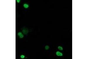 Image no. 1 for anti-Chromosome 20 Open Reading Frame 43 (C20orf43) antibody (ABIN1497039) (C20orf43 抗体)