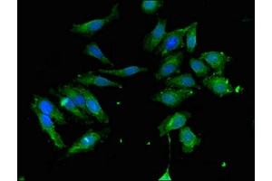 Immunofluorescent analysis of Hela cells using ABIN7149026 at dilution of 1:100 and Alexa Fluor 488-congugated AffiniPure Goat Anti-Rabbit IgG(H+L) (ATG4C 抗体  (AA 419-448))