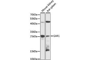 Western blot analysis of extracts of various cell lines, using G antibody (ABIN6132417, ABIN6140961, ABIN6140962 and ABIN6216489) at 1:3000 dilution. (GAR1 抗体  (AA 60-170))