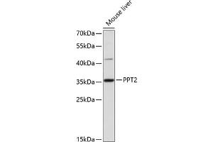 Western blot analysis of extracts of mouse liver, using PPT2 antibody (ABIN6129312, ABIN6146118, ABIN6146119 and ABIN6215860) at 1:3000 dilution. (PPT2 抗体  (AA 28-302))