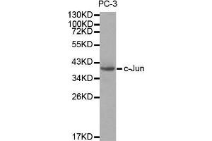 Western blot analysis of extracts of PC3 cells, using c-Jun antibody. (C-JUN 抗体  (AA 1-70))