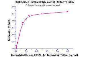 Binding Studies (Bind) image for Fc Fragment of IgG, Low Affinity IIb, Receptor (CD32) (FCGR2B) (AA 46-217) (Active) protein (His tag,AVI tag,Biotin) (ABIN2870542)